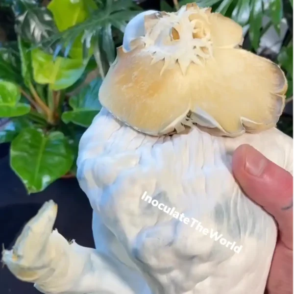 A large Jedi Mind Fuck mushroom