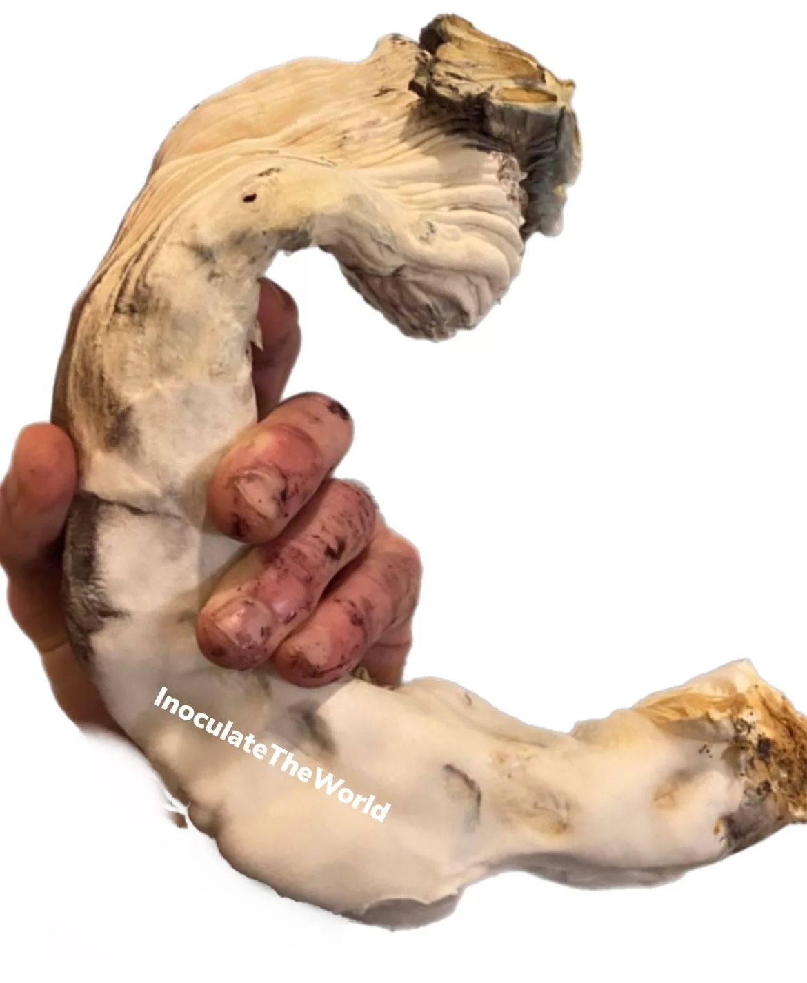 Jedi Mind Fuck (JMF) Isolated Spore Syringe - Image 4