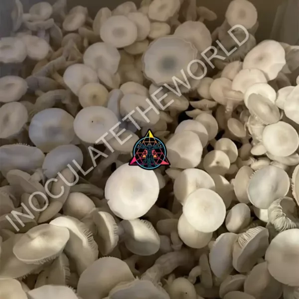 Closeup of large flush of averys albino cubensis mushrooms in a tub