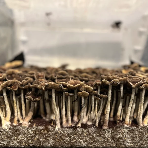 Dozens of Golden Mammoth mushrooms