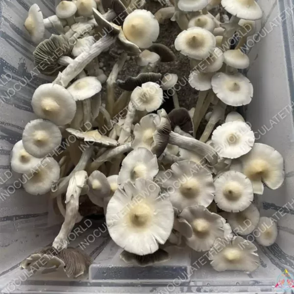 Large flush of leucistic golden teacher cubensis mushrooms in a tub