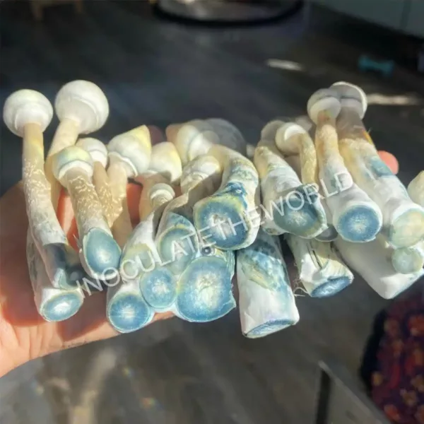 Handful of leucistic golden teacher cubensis mushrooms