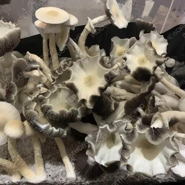 Large flush of leucistic golden teacher cubensis mushrooms in a tub