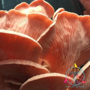 A cluster of pink oyster mushrooms