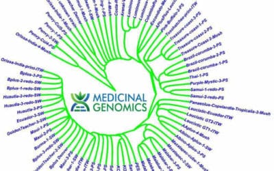 Spores from InoculateTheWorld Illuminate the Evolution of Psilocybin