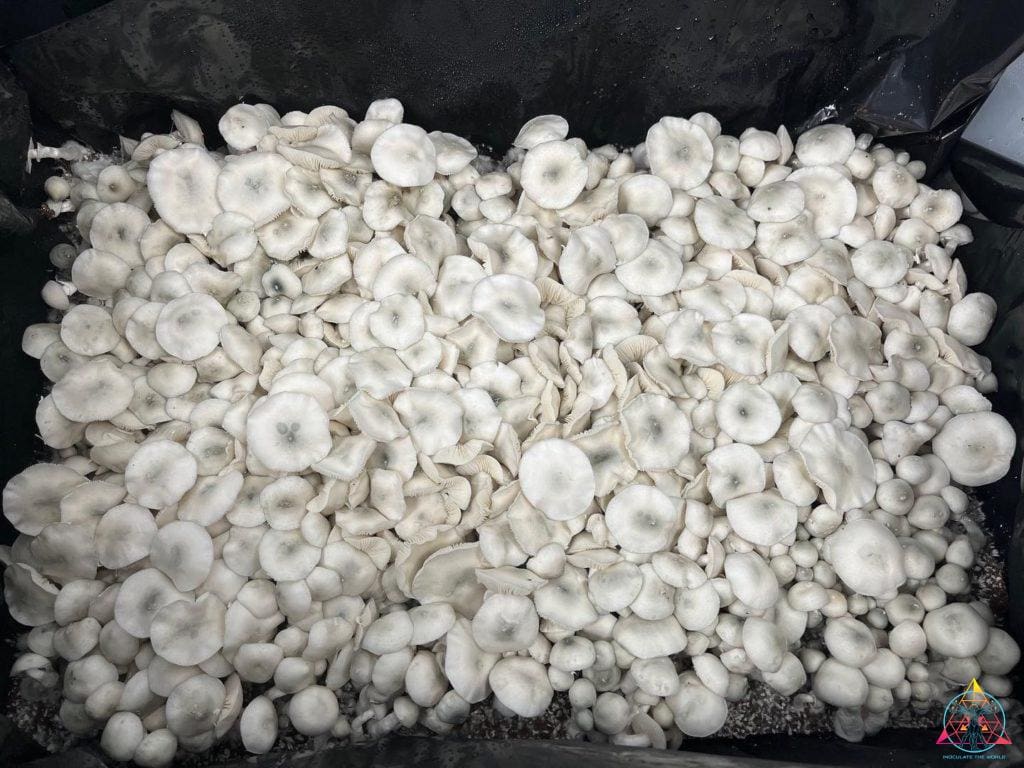 True Albino TEX PE6