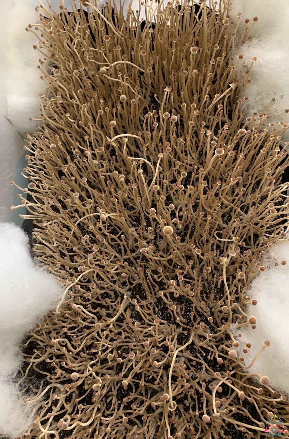 Psilocybe mexicana var. jalisco "truffle producer" Isolated Spore Syringe - Image 3