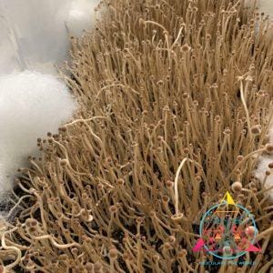 Psilocybe mexicana var. jalisco "truffle producer" Isolated Spore Syringe