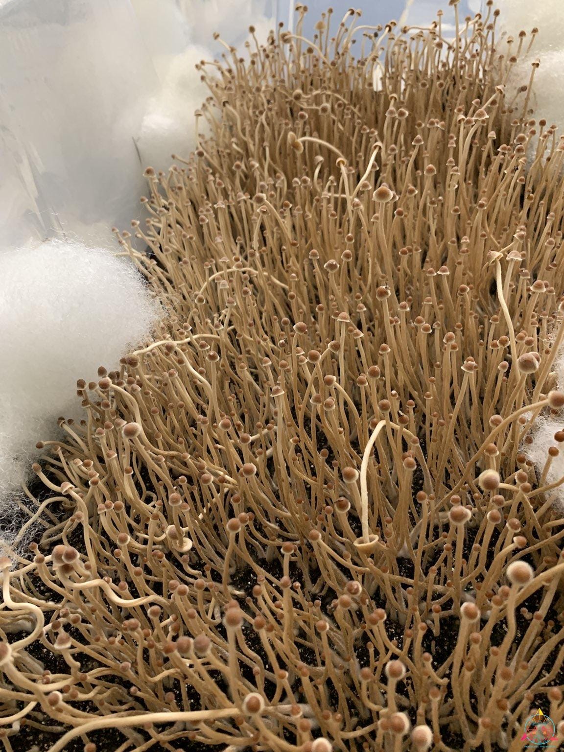 Psilocybe mexicana var. jalisco "truffle producer" Isolated Spore Syringe