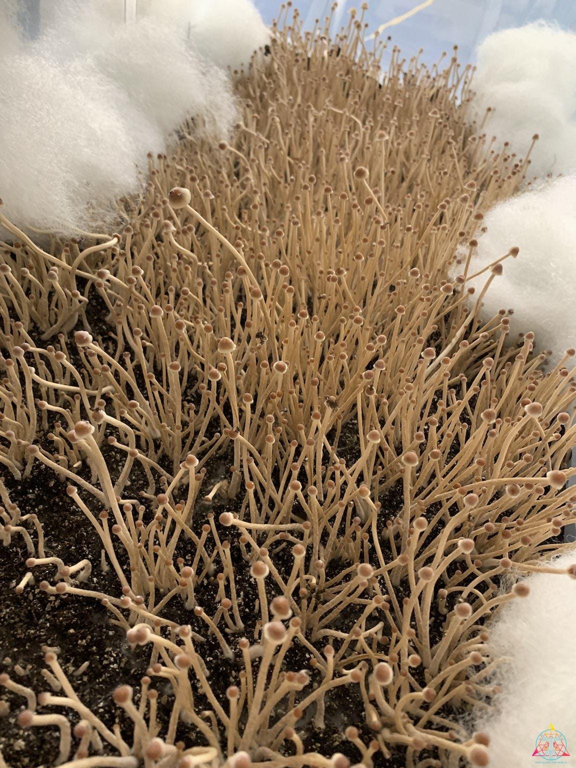 Psilocybe mexicana var. jalisco "truffle producer" Isolated Spore Syringe - Image 5