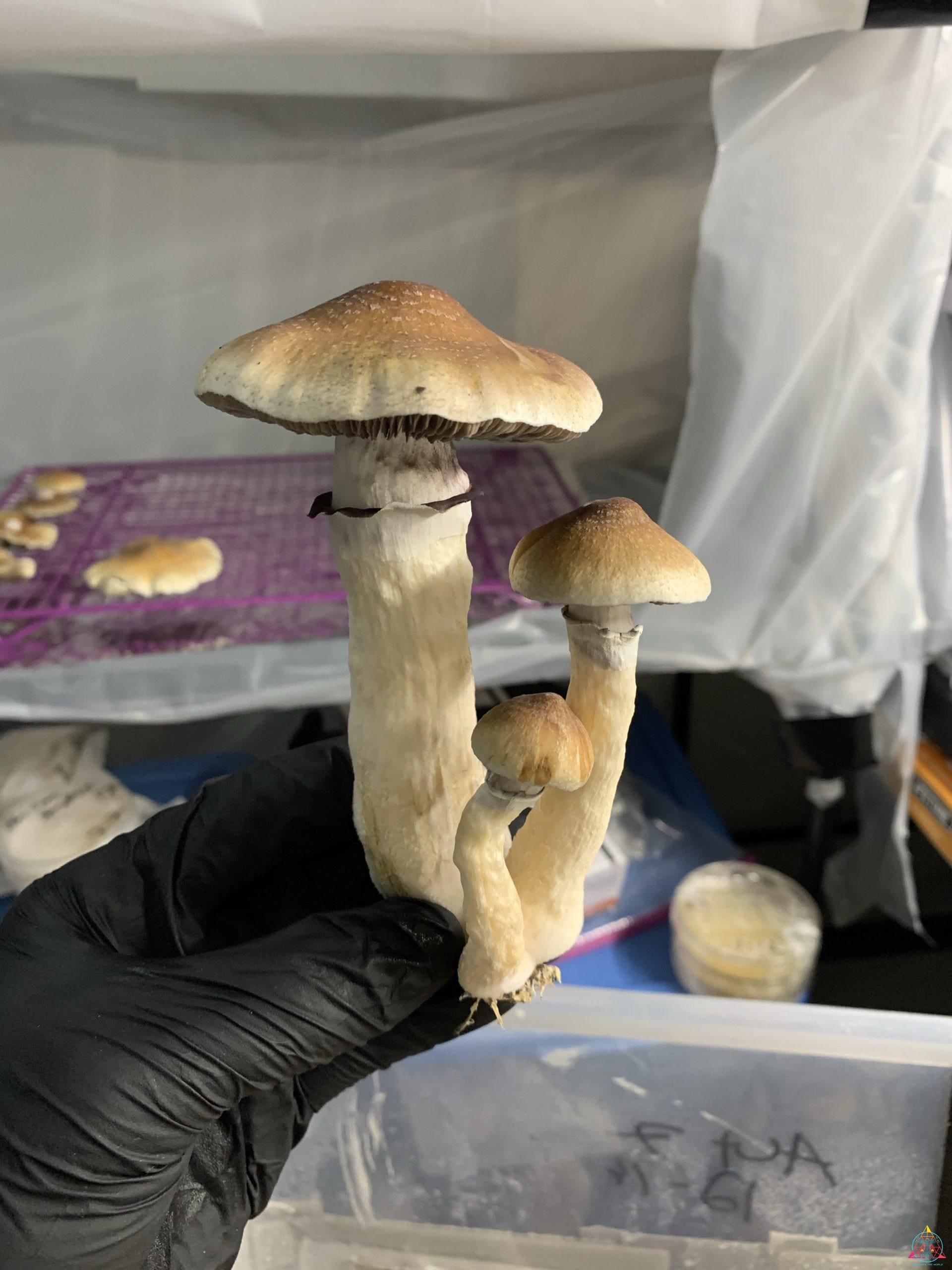 redboy magic mushrooms