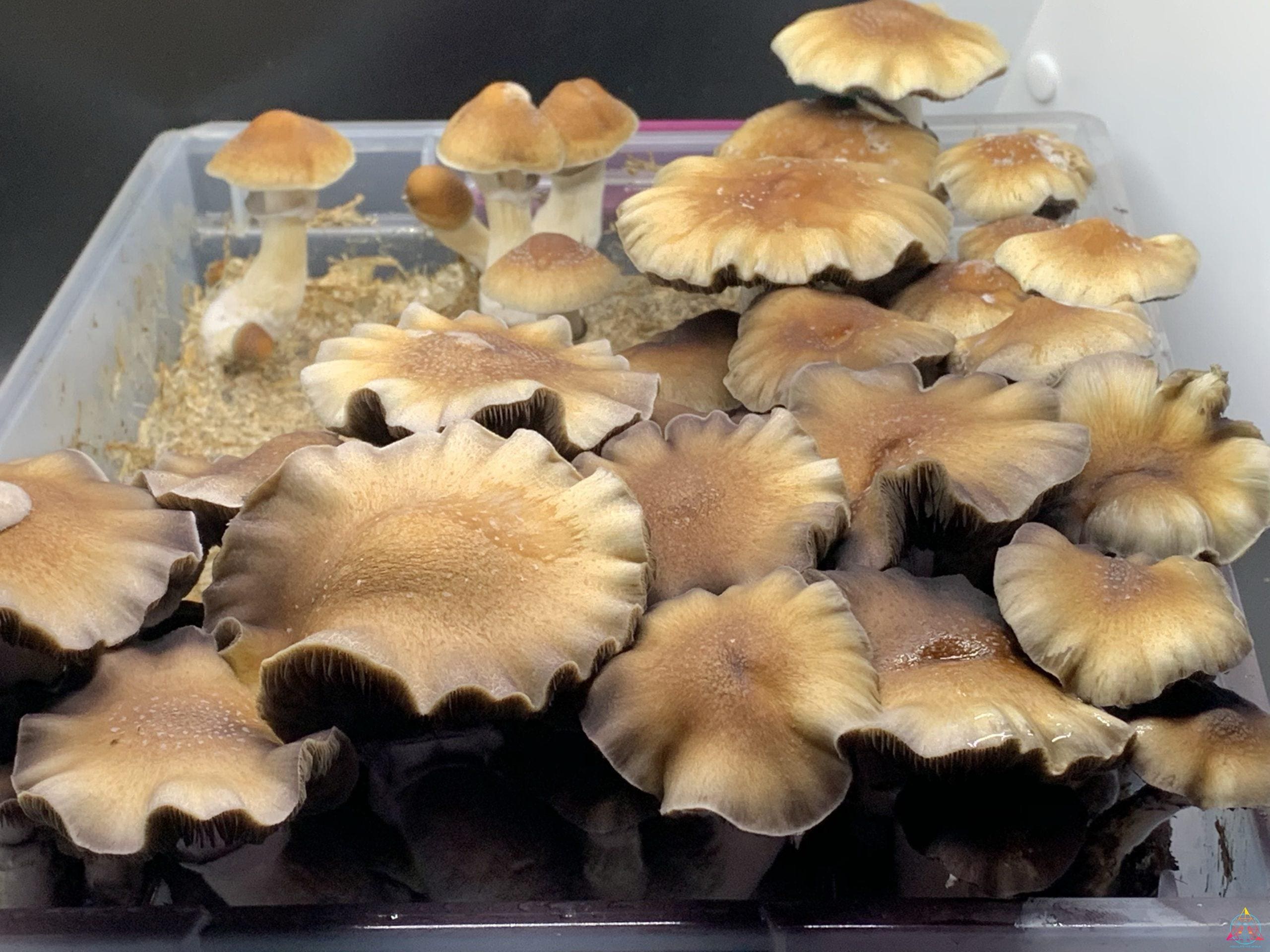 redboy spore syringe mushrooms