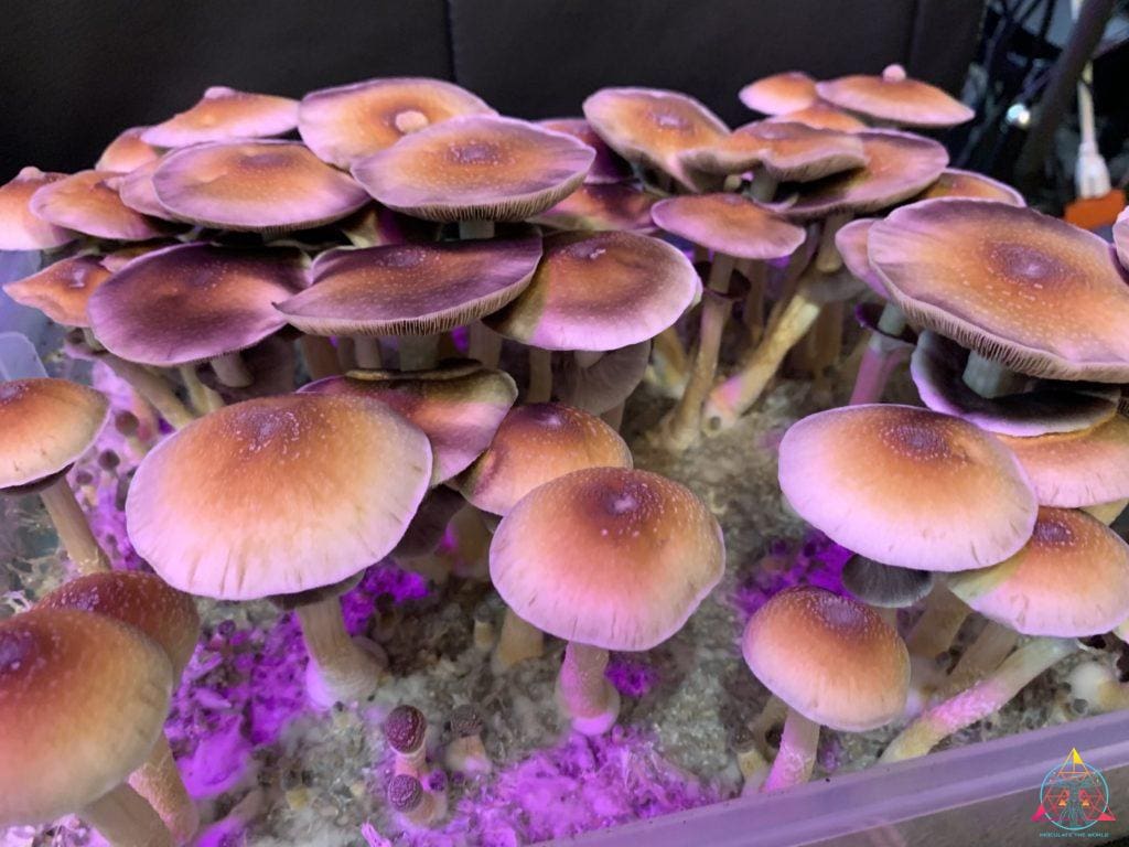 redboy shrooms