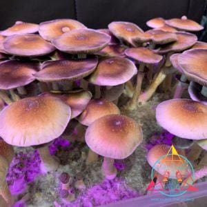 redboy shrooms