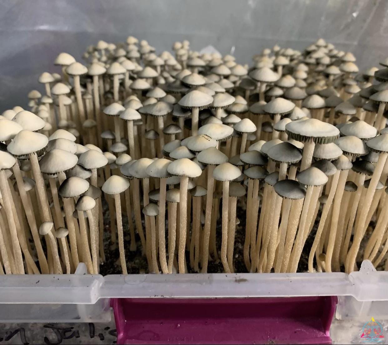 Panaeolus Cyanescens Brooksville Spore Print