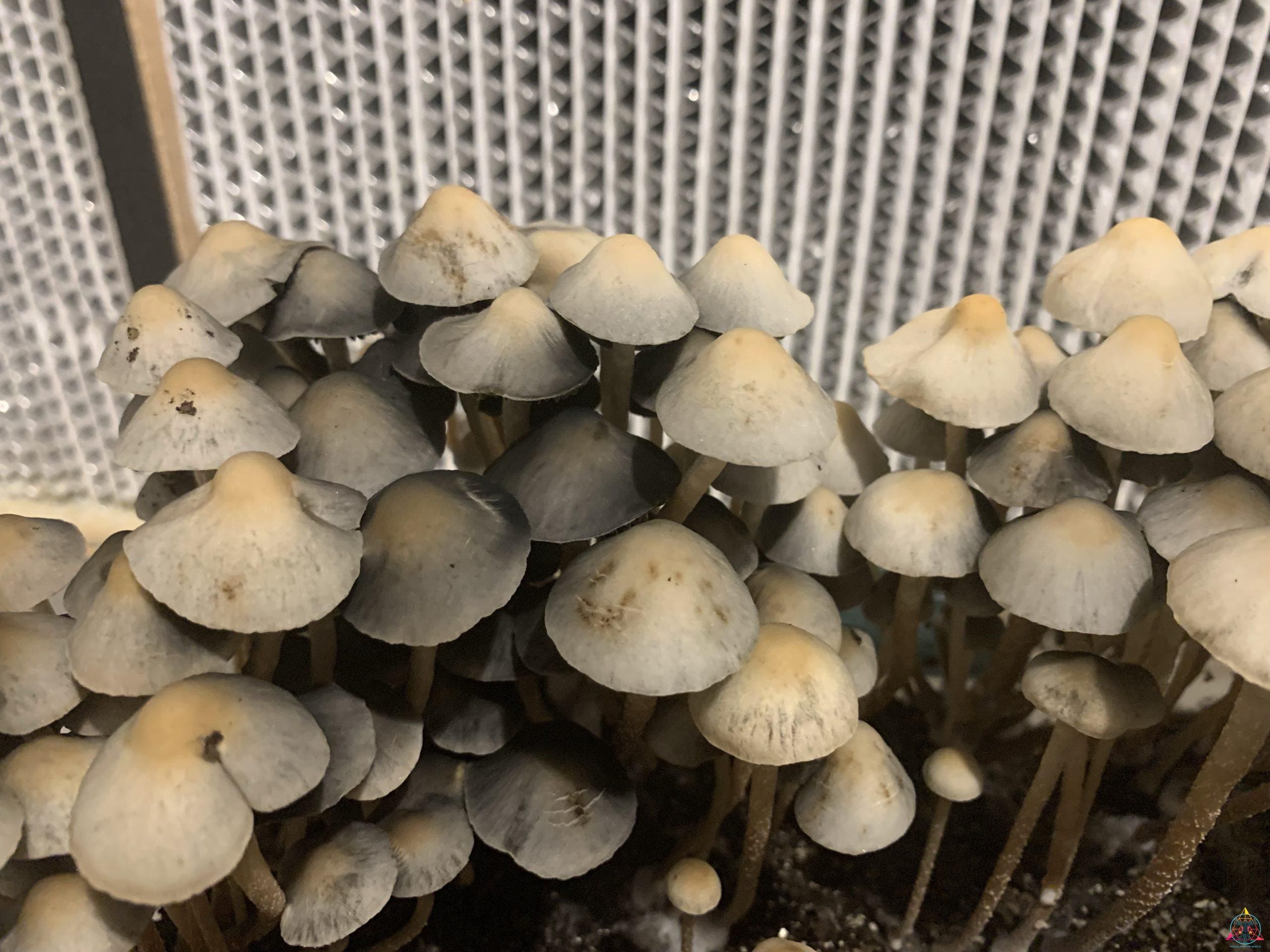 Panaeolus Cyanescens Brooksville Spore Print - Image 3