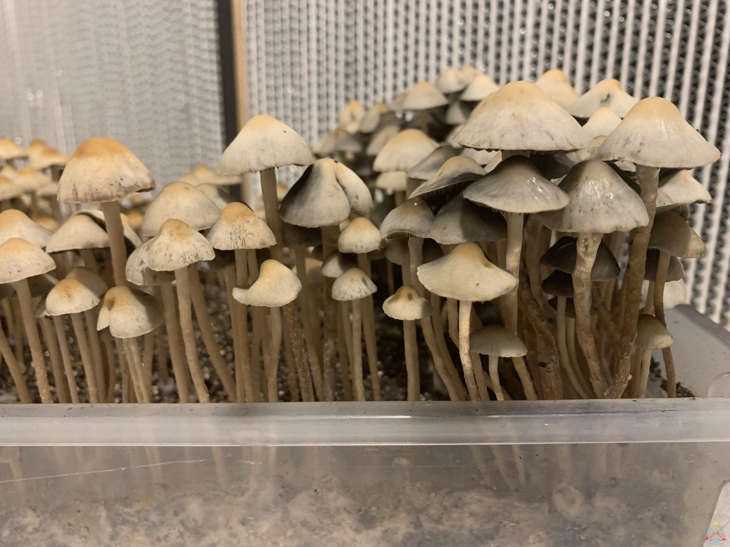 Panaeolus Cyanescens Brooksville Spore Print - Image 4