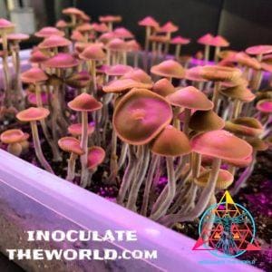 Psilocybe hoogshagenii var. convexa Spore Syringe