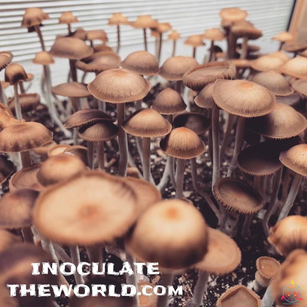 Psilocybe hoogshagenii var. convexa Spore Syringe - Image 4