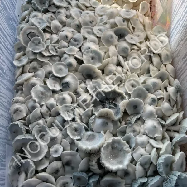 Large flush of albino tex pe6 cubensis mushrooms in a tub