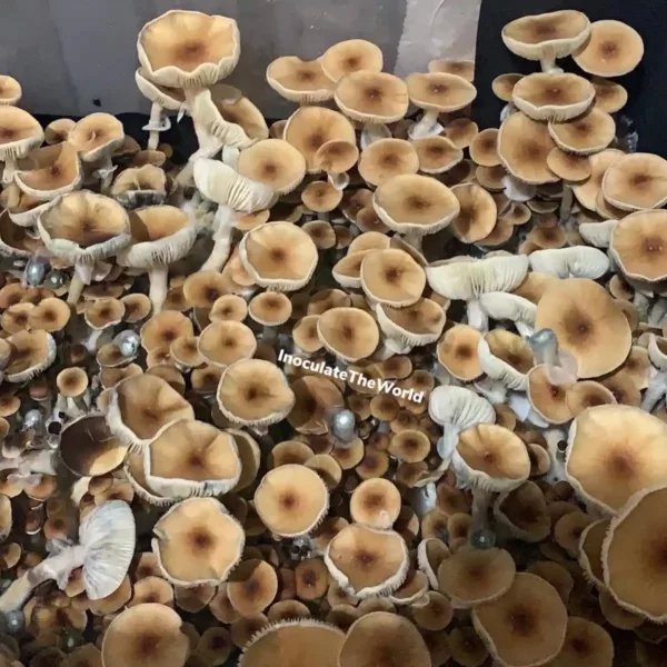 Large flush of b+ cubensis mushrooms in a tub