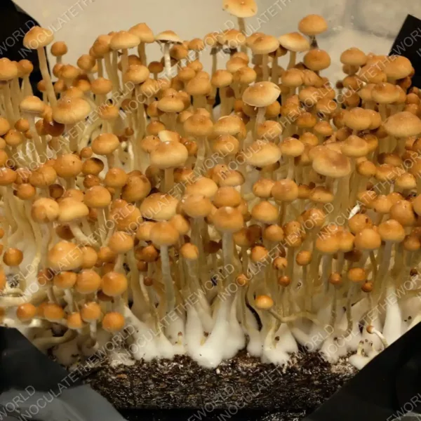 Large flush of b+ cubensis mushrooms in a tub