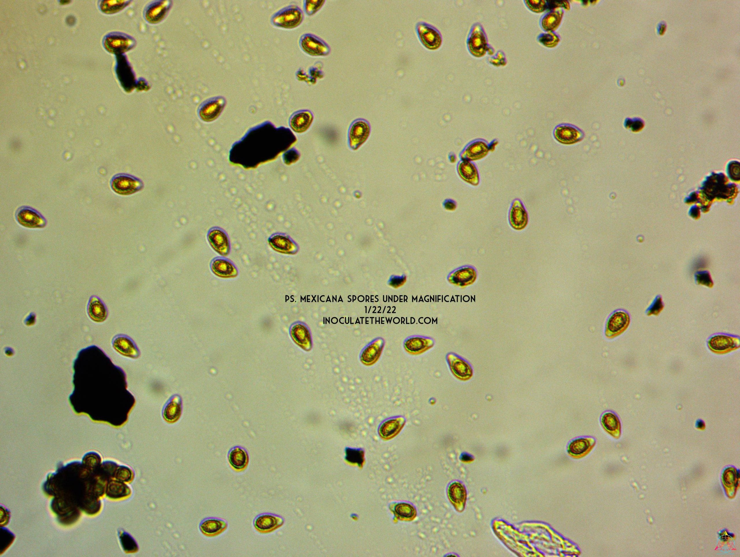 Psilocybe mexicana var. jalisco "truffle producer" Isolated Spore Syringe - Image 7