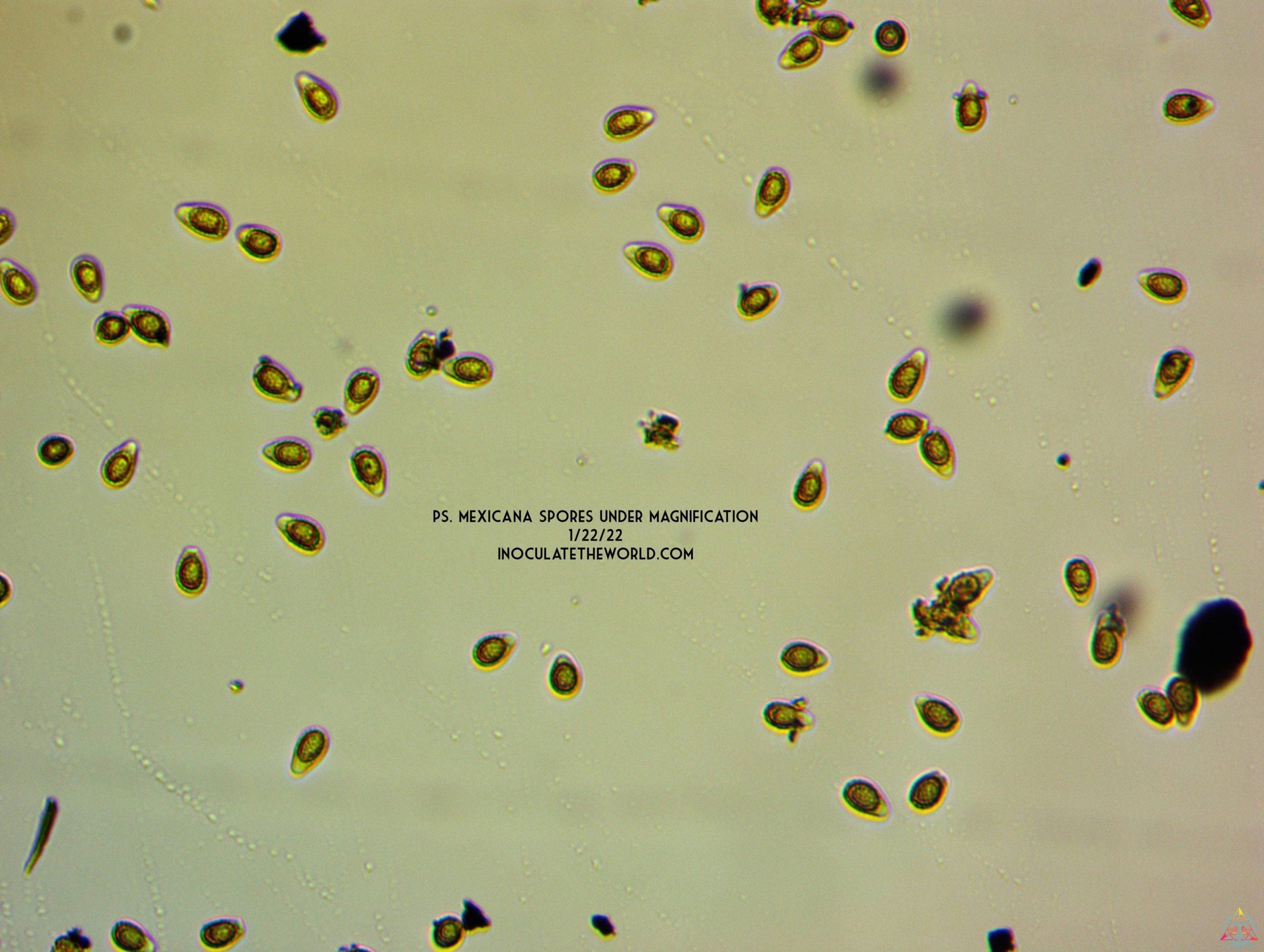 Psilocybe mexicana var. jalisco "truffle producer" Isolated Spore Syringe - Image 6