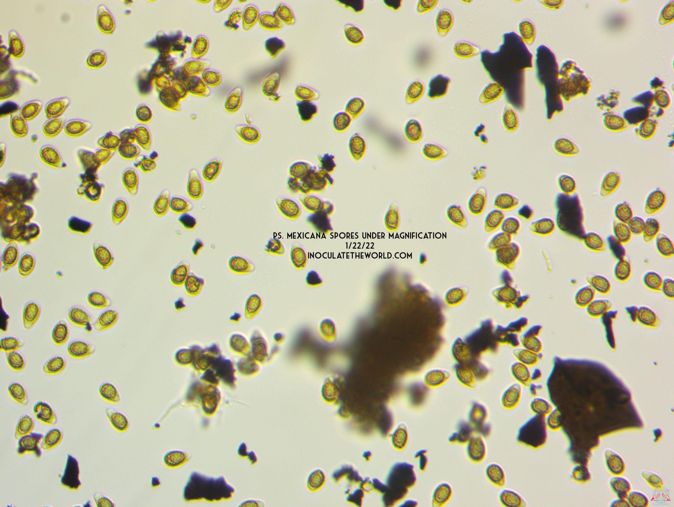 Psilocybe mexicana var. jalisco "truffle producer" Isolated Spore Syringe - Image 4