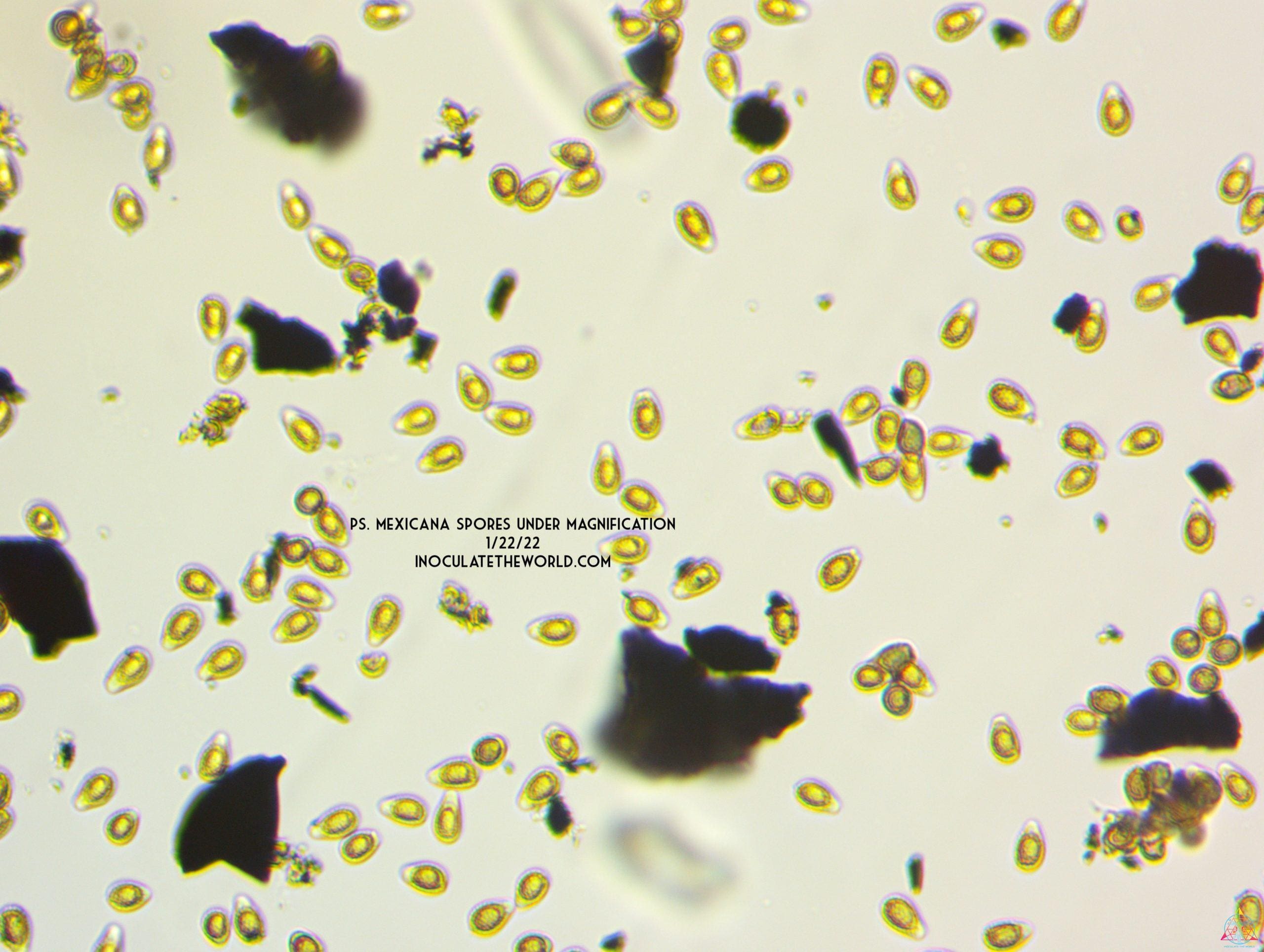 Psilocybe mexicana var. jalisco "truffle producer" Isolated Spore Syringe - Image 2