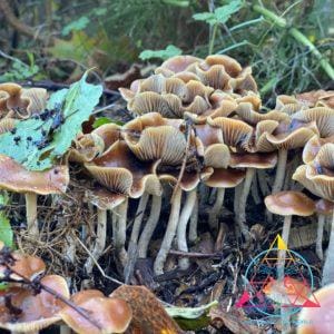 Psilocybe Cyanescens "Wavy Caps" Isolated Spore Syringe