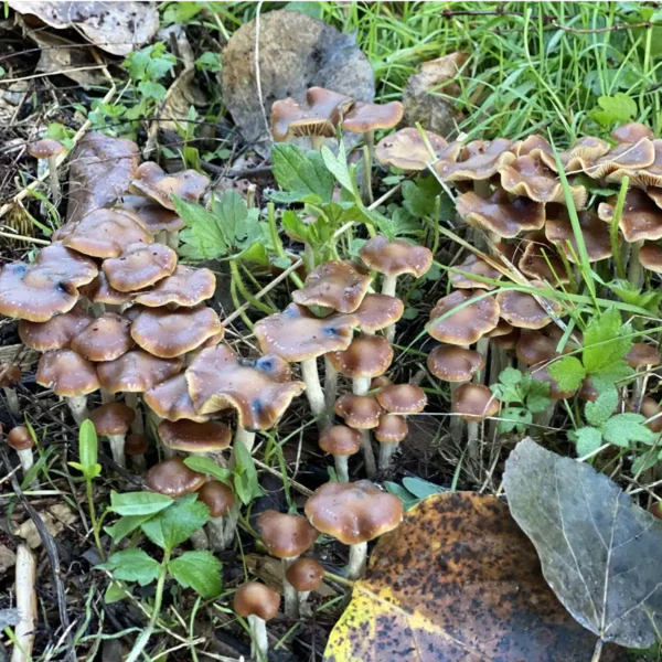 Wild Psilocybe Cyanescens growing in wood chips