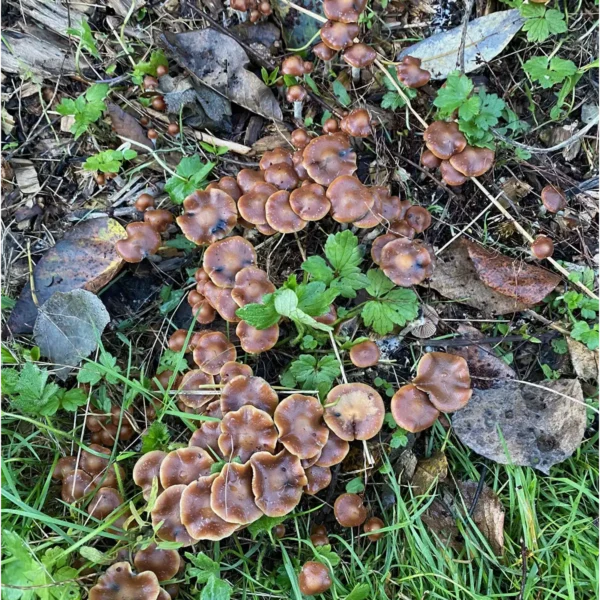 A flush of Psilocybe Cyanescens growing in the wild