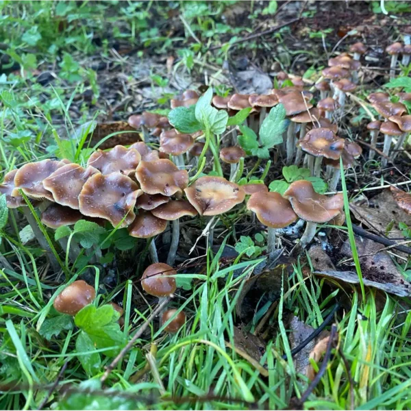 Psilocybe Cyanescens mushrooms found in the wild, growing from wood chips