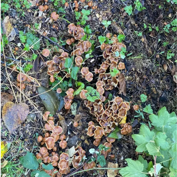 Psilocybe Cyanescens mushrooms found growing in the wild