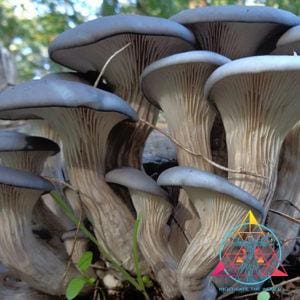 Blue Oyster mushroom cluster growing in the wild