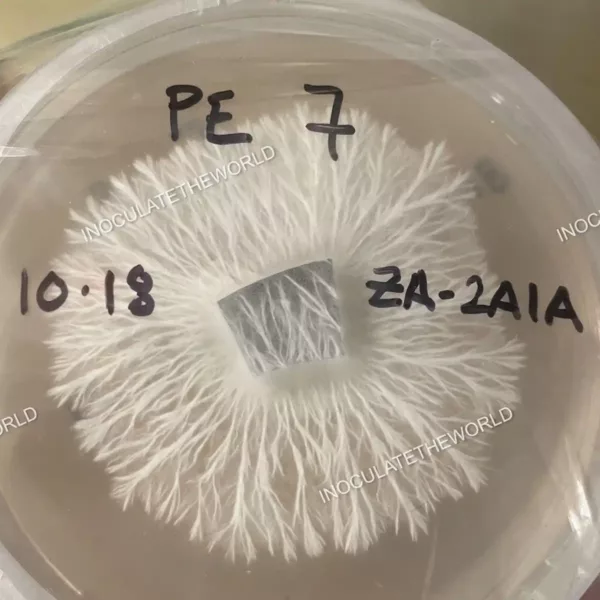 Closeup overhead photo of PE7 mycelium on a petri dish