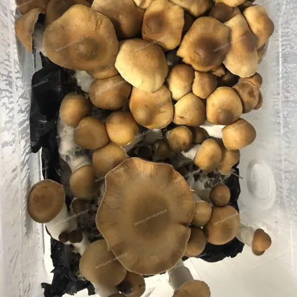 Closeup photo of PE7 cubensis mushrooms in a tub