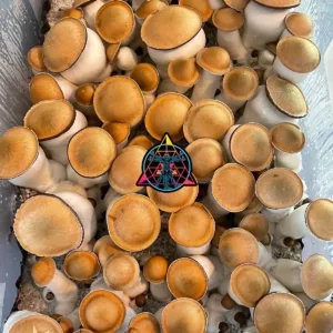 Large flush of pe7 cubensis mushrooms in a tub
