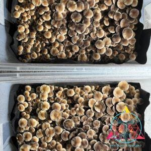 Nezuko Cubensis Spore Syringe