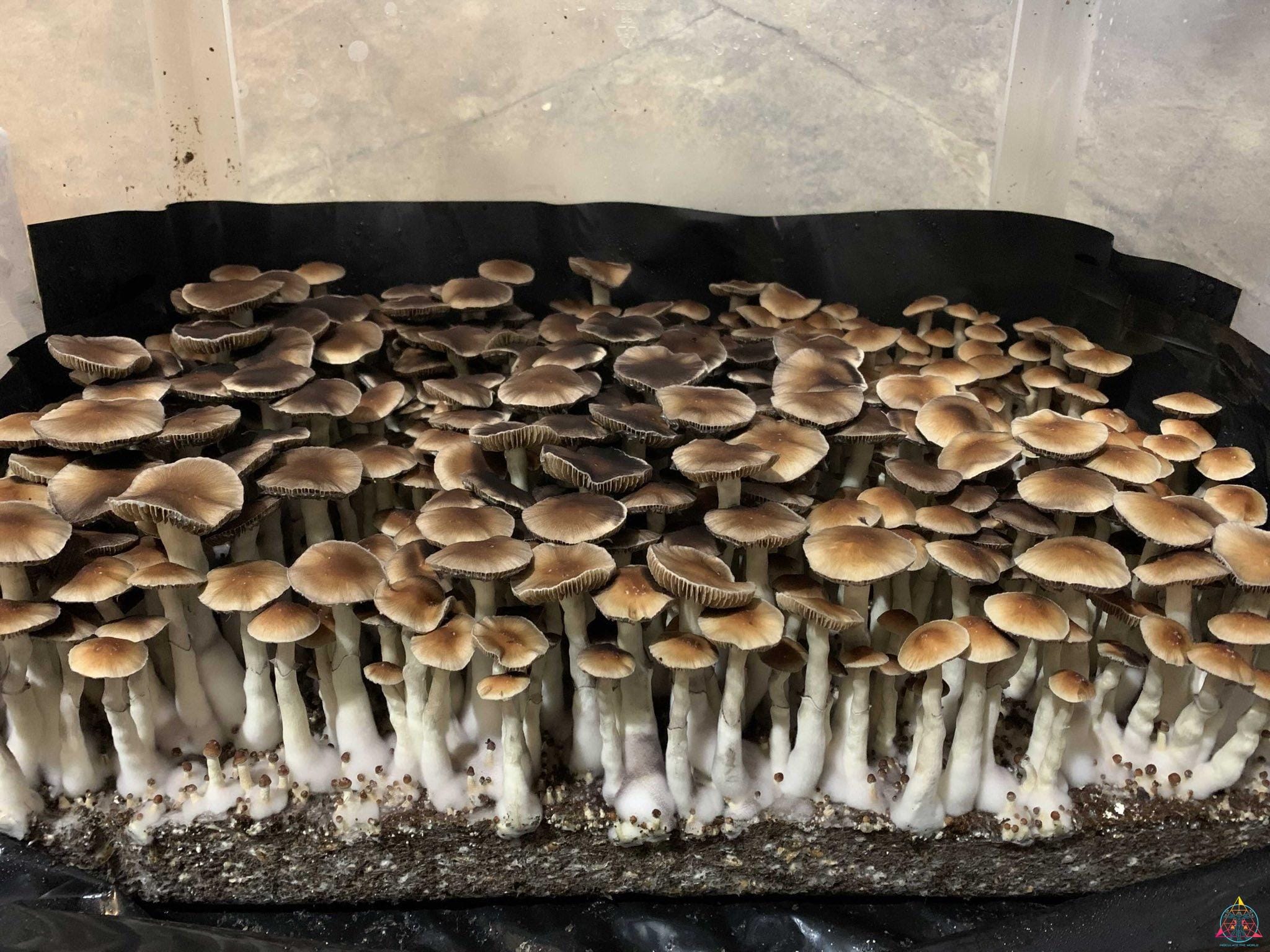 Nezuko Cubensis Spore Syringe - Image 3