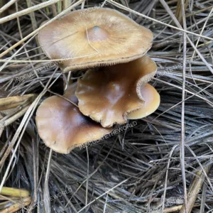 Psilocybe Azurescens Isolated Spore Syringe