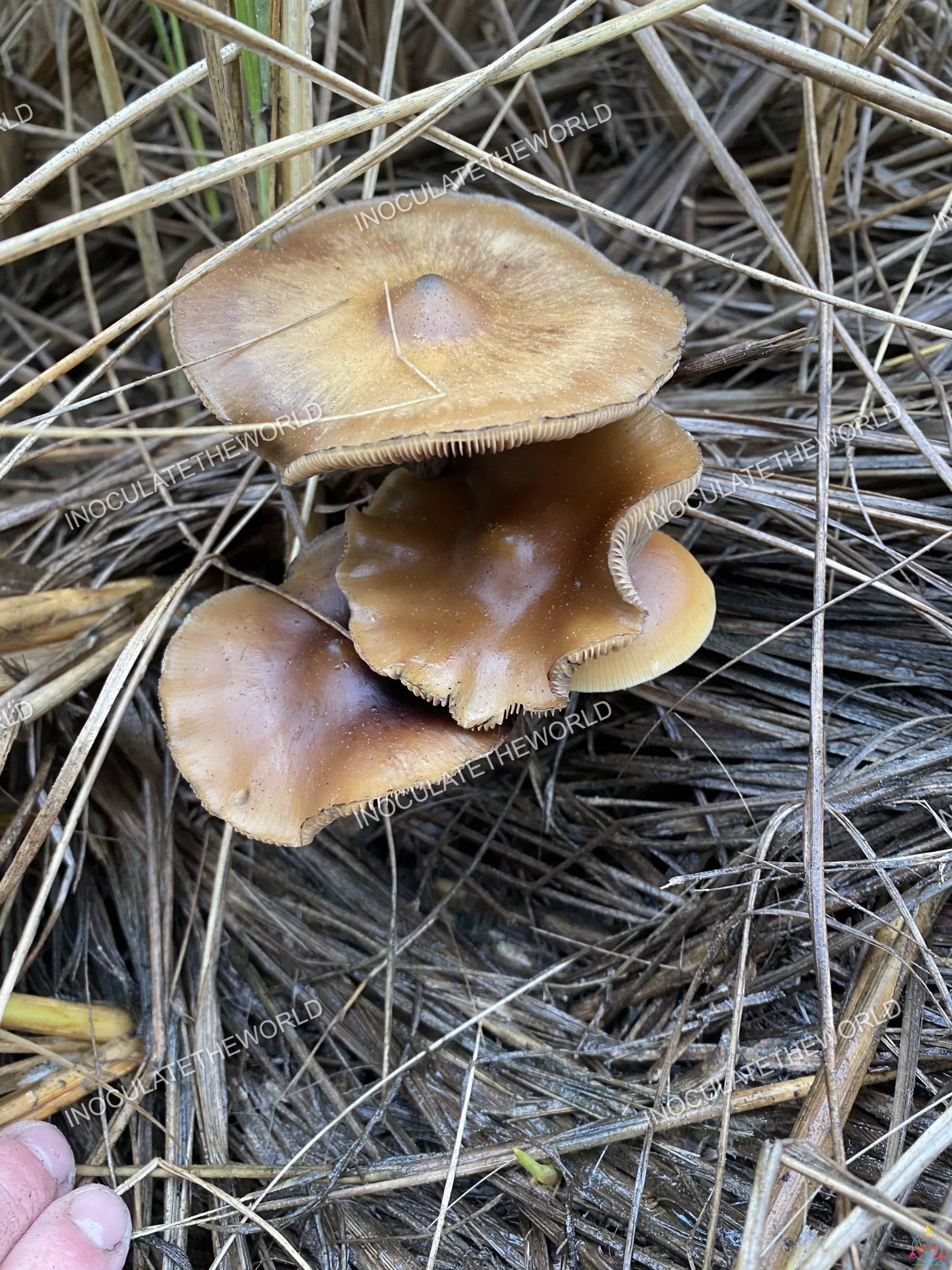 Psilocybe Azurescens Isolated Spore Syringe