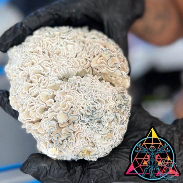 Enigma Cubensis Isolated Syringe Inoculate the World