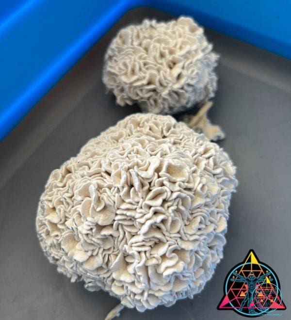Enigma Cubensis Isolated Syringe | Inoculate the World