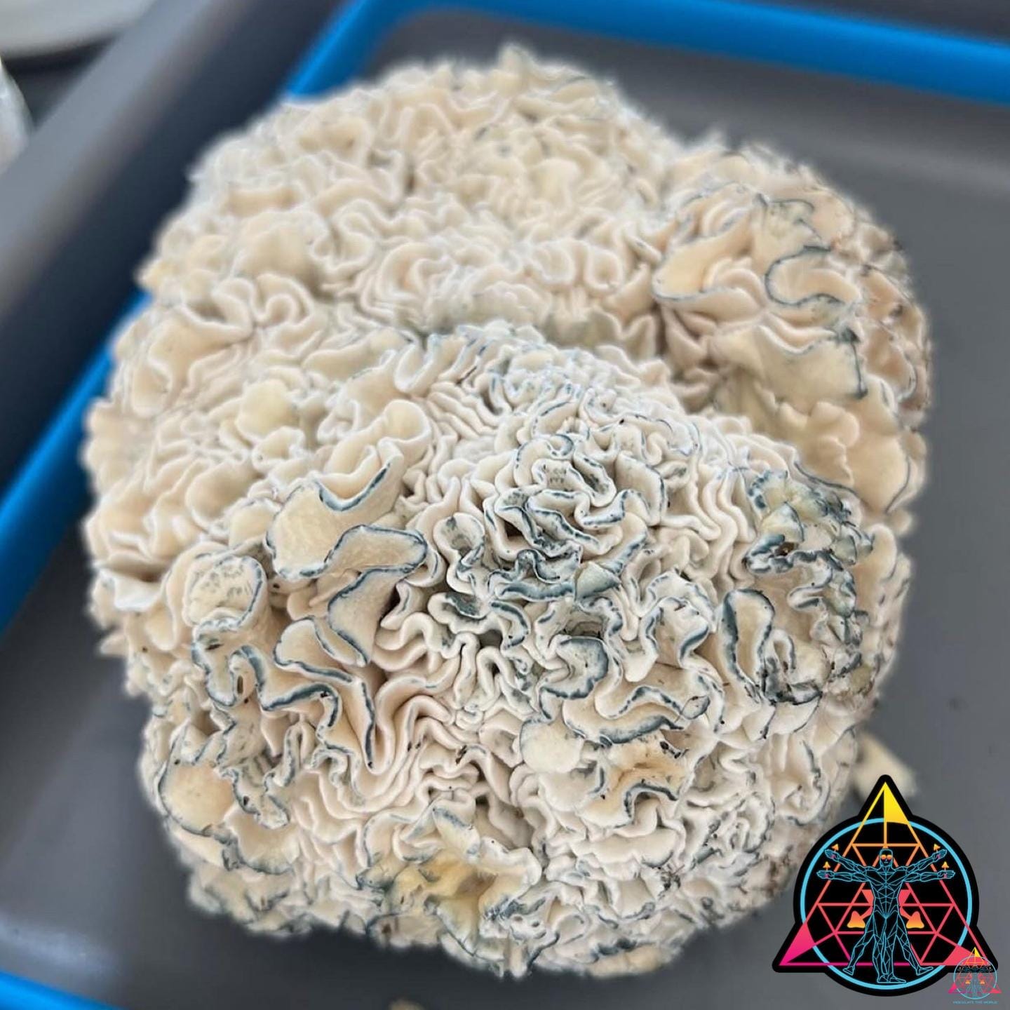 Enigma Cubensis Isolated Syringe | Inoculate the World