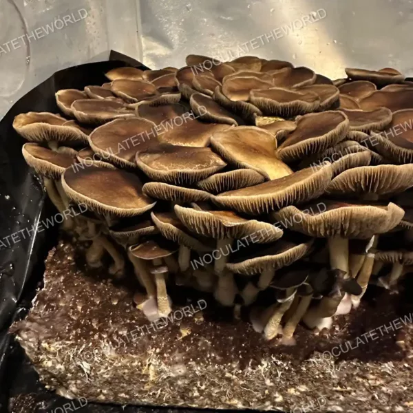 Large flush of golden teacher cubensis mushrooms in a tub