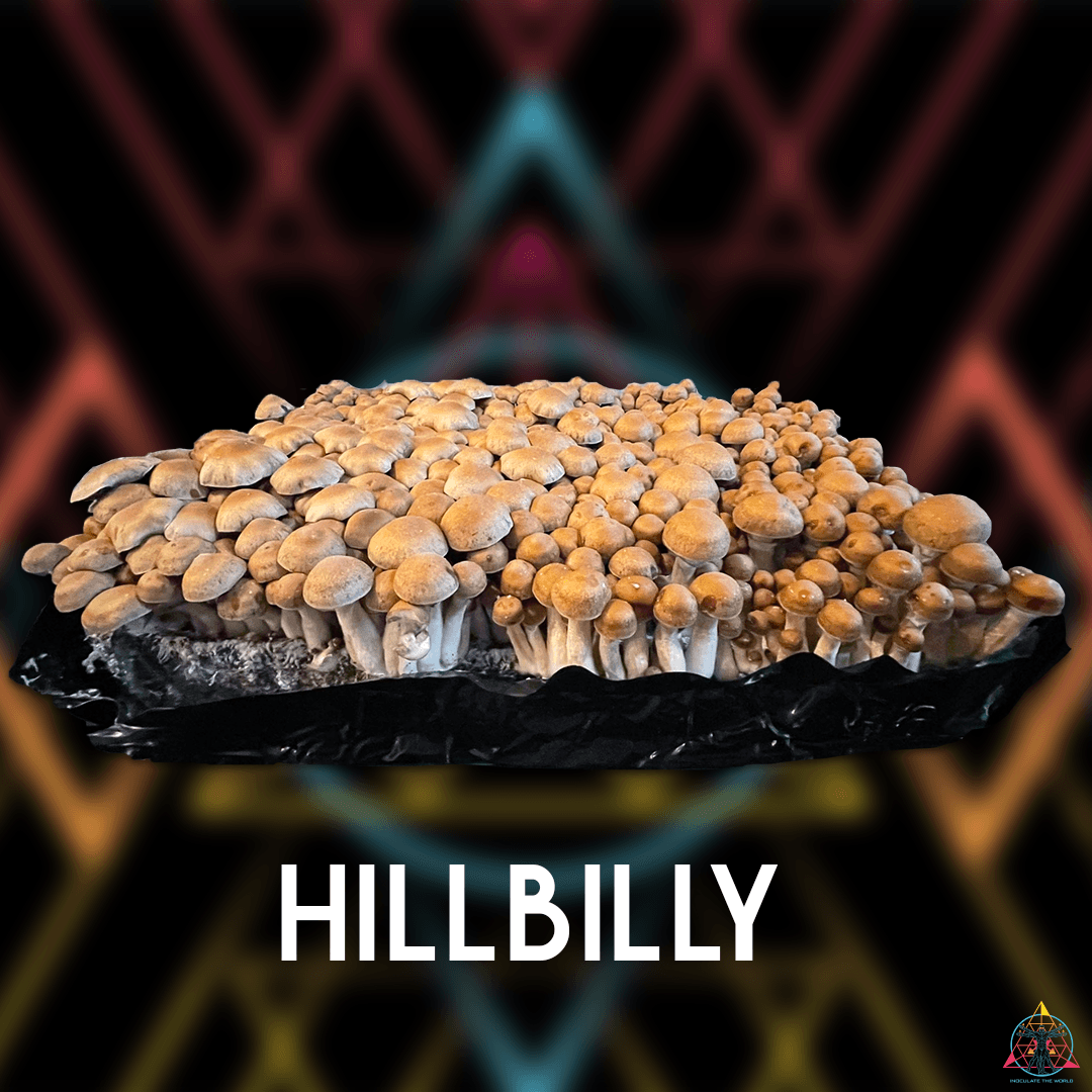 Hillbilly Cubensis Isolated Spore Syringe