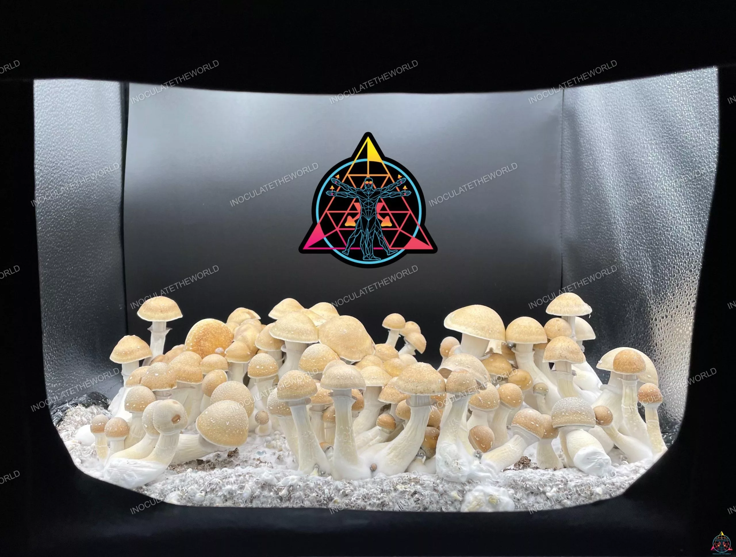 Hillbilly Cubensis Isolated Spore Syringe - Image 2