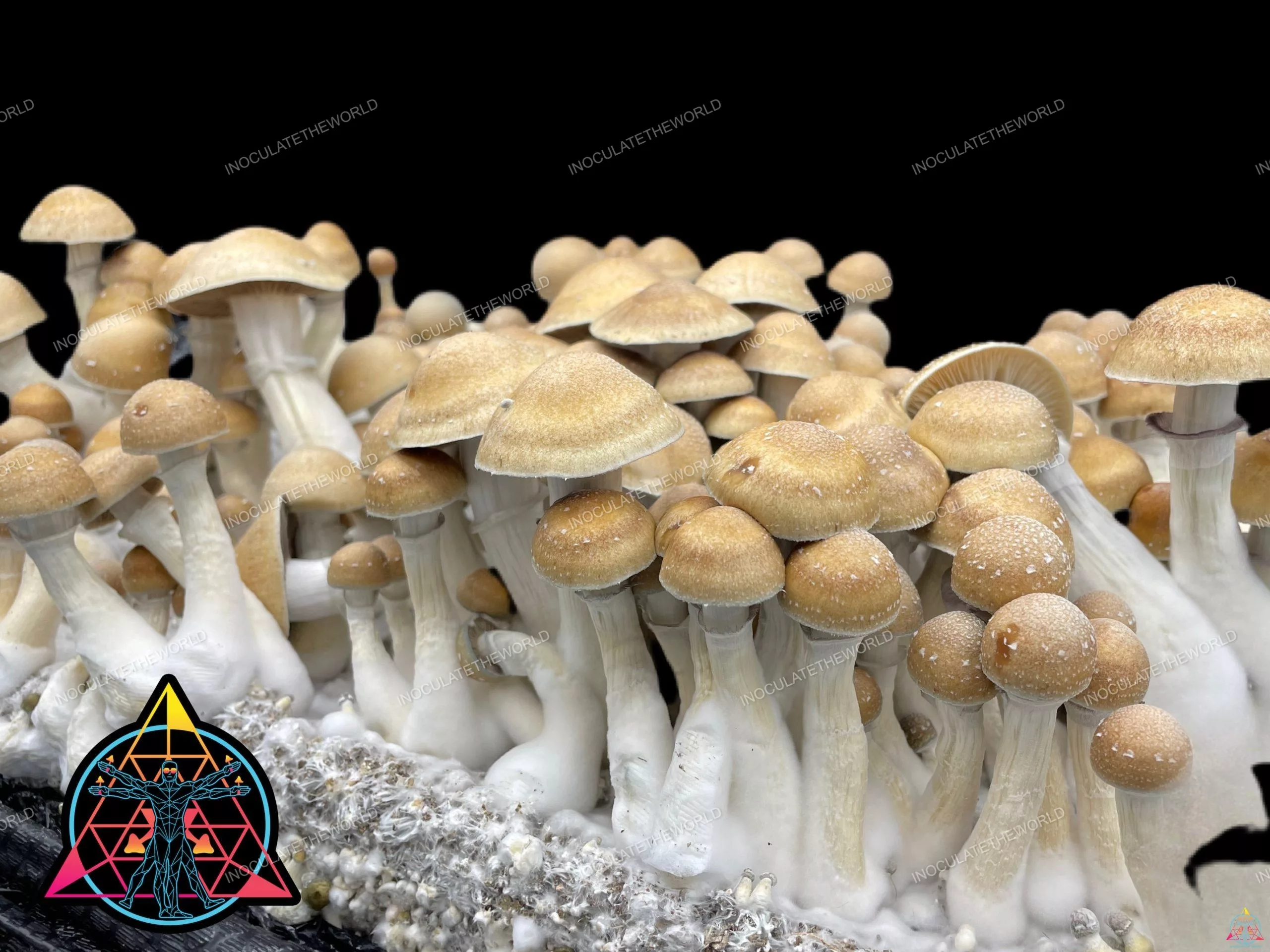 Hillbilly Cubensis Isolated Spore Syringe - Image 3